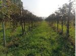 Terreno di 15000 m² in vendita a Correggio