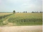 Terreno agricolo in vendita a Nodica - Vecchiano 5830 mq  Rif: 648812