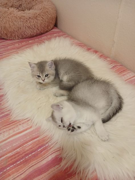 Cuccioli Straight/Fold - Foto 9
