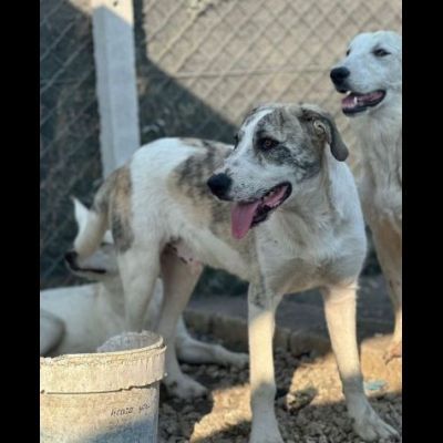 VALENTINO BELLISSIMO CUCCIOLONE IN ADOZIONE - Foto 4