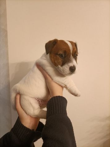 Broken Jack Russell Terrier - Foto 3