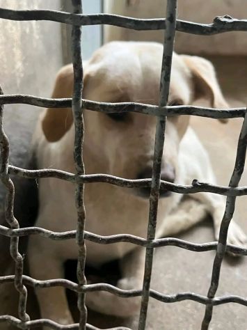 GIOSUE' RASSEGNATO ALLA RECLUSIONE, CAGNOLINO IN ADOZIONE