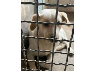 GIOSUE' RASSEGNATO ALLA RECLUSIONE, CAGNOLINO IN ADOZIONE