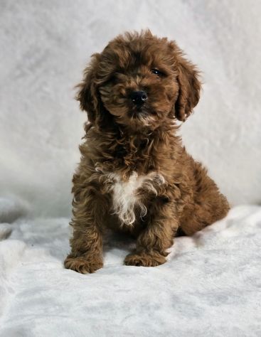 Cuccioli di Cavapoo red - Foto 2