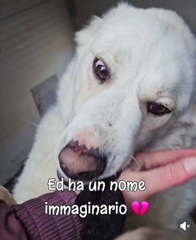 SONNY molto affettuoso, CANE IN ADOZIONE - Foto 3