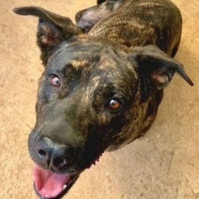 LENNY MAGNIFICA CAGNOLONA IN ADOZIONE - Foto 3