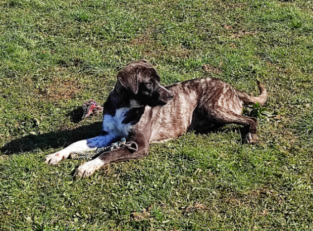 CUCCIOLO IN ADOZIONE - Foto 2