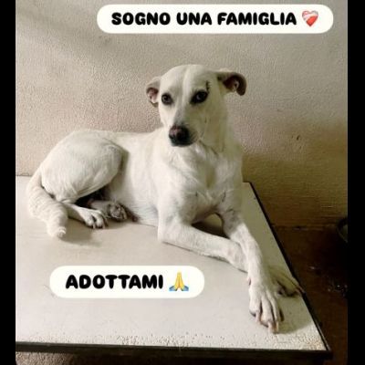 UBALDA E UGOLINO CAGNOLINI IN ADOZIONE - Foto 3