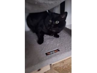 Momo splendido gattino