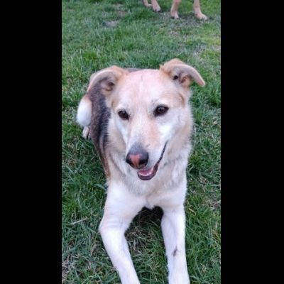 CALLAS DELIZIOSA CAGNOLINA IN ADOZIONE