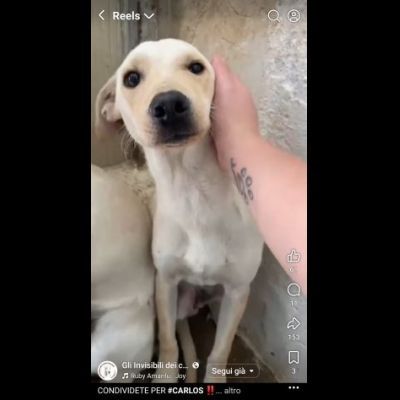 CARLOS SIMIL LABRADOR IN MINIATURA CUCCIOLO IN ADOZIONE - Foto 6