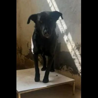 UN MIRACOLO PER BOMBOLO CANE IN ADOZIONE - Foto 2