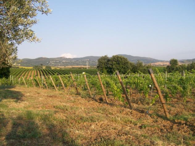 Nell campagne di Montecchio casale di 160mq circondato da 2,2ha di terreno - Foto 5