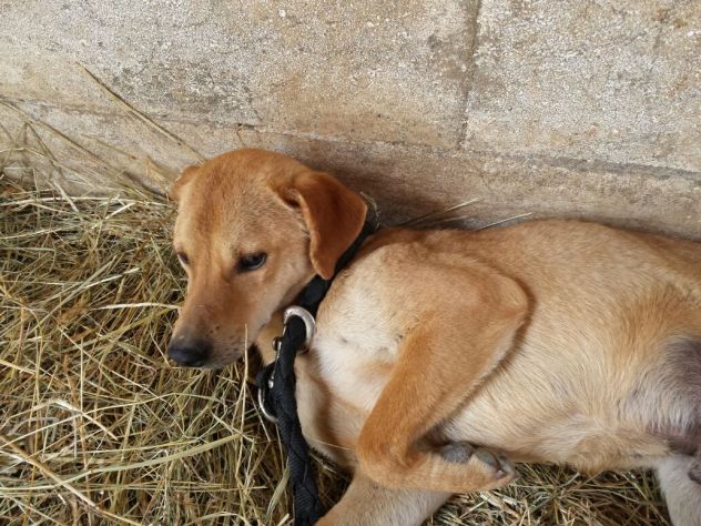 LILLO, frizzante cagnolino - Foto 4