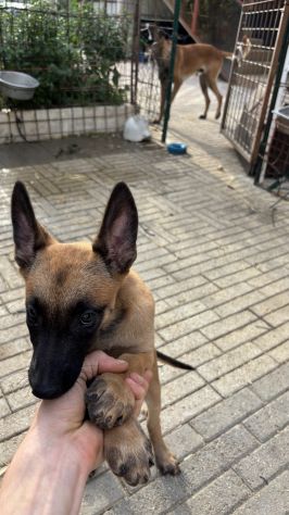 Cucciola di pastore belga malinois - Foto 5