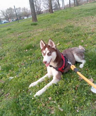 Cucciola 6 mesi husky