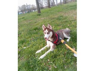 Cucciola 6 mesi husky