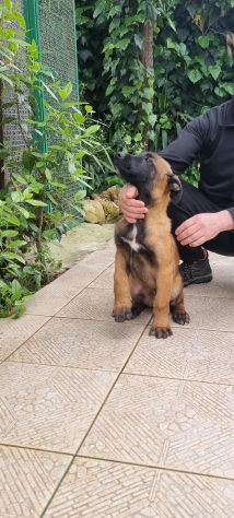 Cuccioli Pastore Belga Malinois tutta Italia - Foto 4
