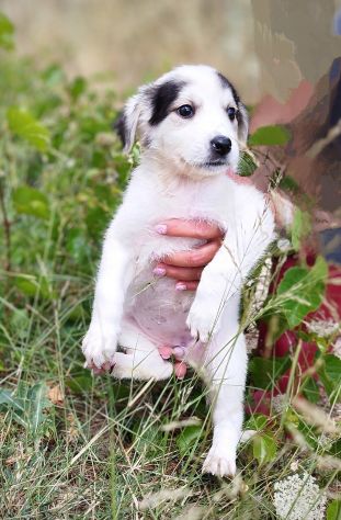 Matilde cucciola in canile