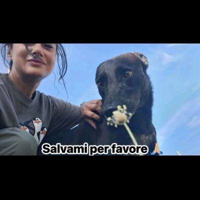 EBONY CATTURA IL CUORE CANE IN ADOZIONE