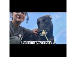 EBONY CATTURA IL CUORE CANE IN ADOZIONE