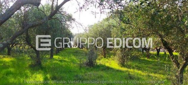 Terreno di 5730 mq  in vendita a Solopaca - Rif. 4546746