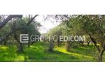 Terreno di 5730 mq  in vendita a Solopaca - Rif. 4546746