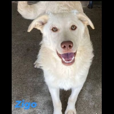 ZIGO E ZIZZANIA CANI IN ADOZIONE taglia media