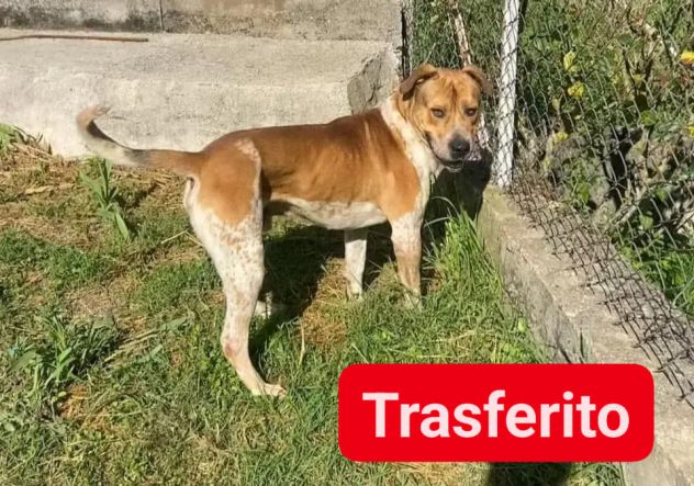 CASPER ALLERGRO E SOCIEVOLE; CANE IN ADOZIONE - Foto 5