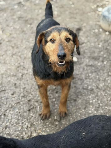 TARO, baffone dalla bontà sconfinata! - Foto 2