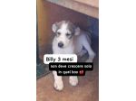 BILLY 3 MESI taglia media
