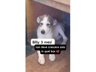 BILLY 3 MESI taglia media