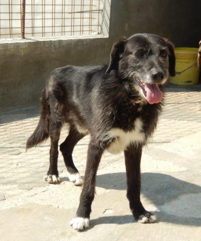 PIPPO, dolcissimo cagnolone ben socializzato - Foto 8