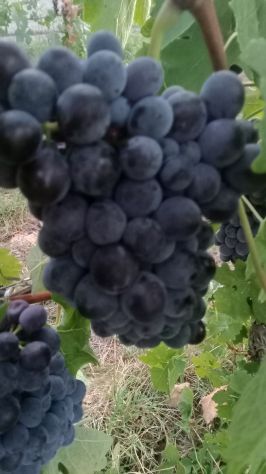 Uva bianca ( cortese) uva nera ( barbera e dolcetto) anche piccole quantità - Foto 4