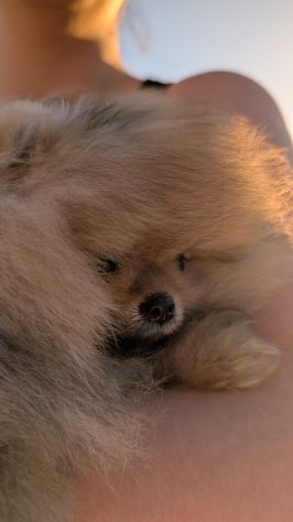 Cucciola di pomerania, femmina , 4 mesi - Foto 2