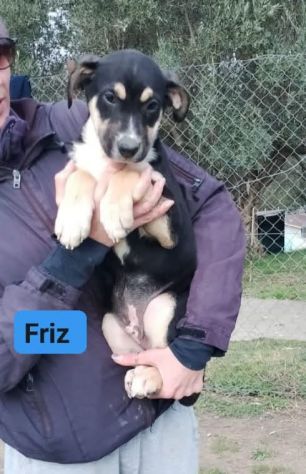 CUCCIOLI IN ADOZIONE - Foto 3