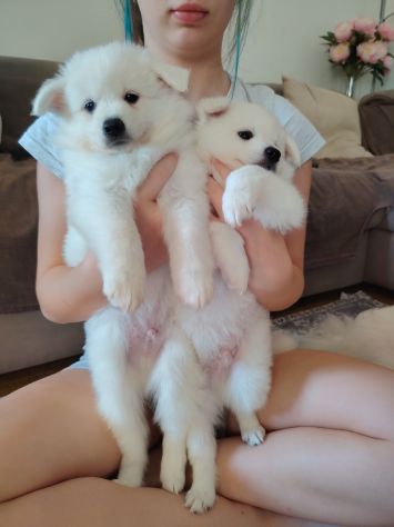 Cuccioli di Volpino tedesco - Foto 3