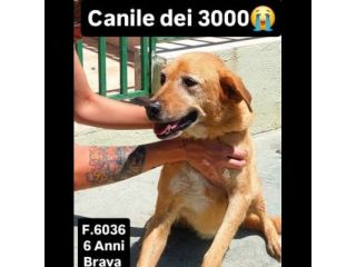SENZA NOME, SOLO UN NUMERO 380260, TRA TANTI, CAGNOLINA IN ADOZIONE