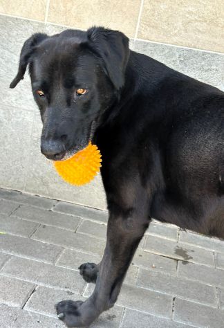 ELIJA LABRADOR - Foto 7