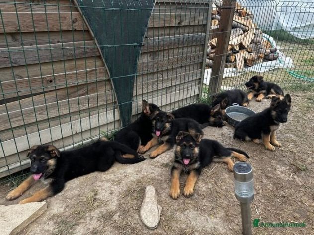 Regalo Cuccioli pastore tedesco