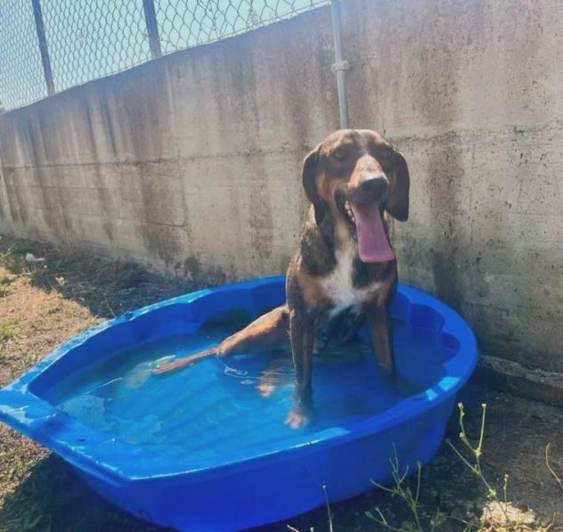 MELAMPO, OCCHIONI DOLCI, CAGNOLINO IN ADOZIONE - Foto 4