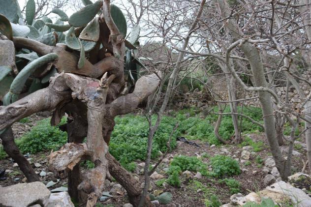 Cascina/Casale in vendita a Ragusa, San Giacomo - Foto 10