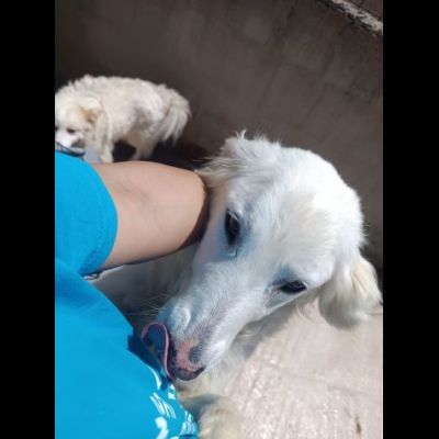 MELODY MIX GOLDEN RETRIVER  CUCCIOLONA IN ADOZIONE - Foto 2