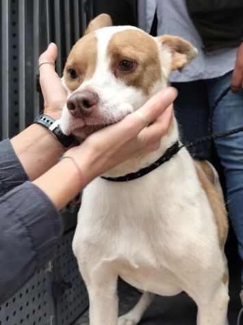 ELIO DOLCISSIMO E DELICATO CANE IN ADOZIONE - Foto 5