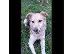 CALLAS DELIZIOSA CAGNOLINA IN ADOZIONE