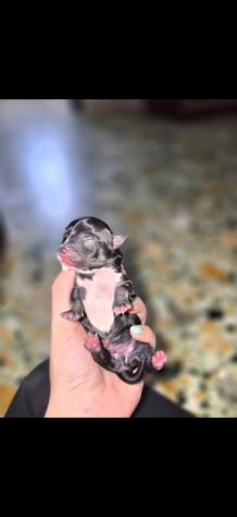 Vendo chihuahua maschi - Foto 2