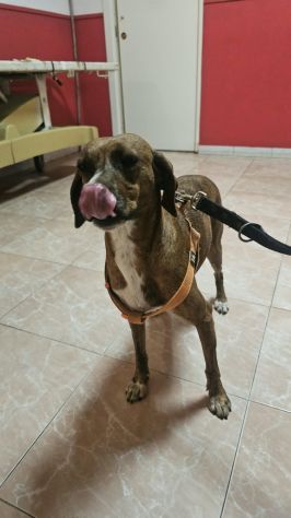 Luce: giovane segugina dolce e socievole - Foto 4
