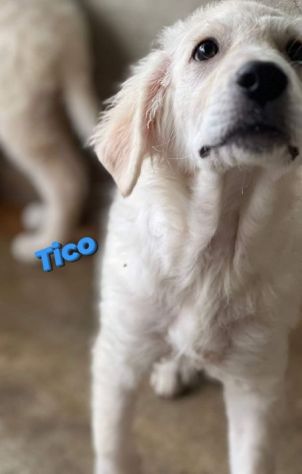 CUCCIOLI IN ADOZIONE MIX GOLDEN PMA - Foto 4