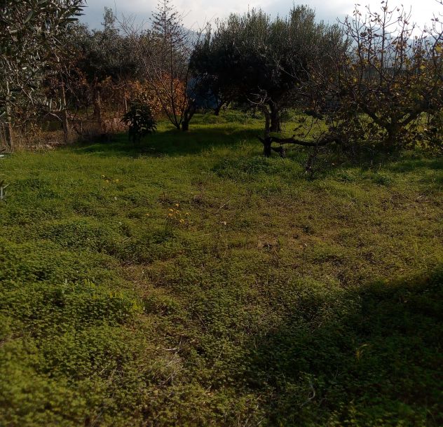 Terreno a 2 km dal paese - Foto 3