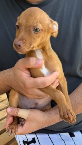 PINSCHER INCROCIO: 2 MESI E MEZZO, CERCANO UNA FAMIGLIA PER SEMPRE! - Foto 2